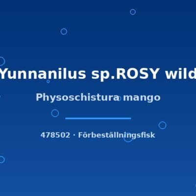 Physoschistura mango md