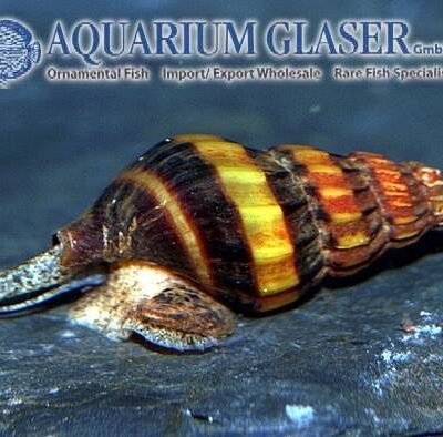 snail-eating snail 1-2cm