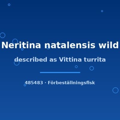 Described as Vittina turrita (Neritina natalensis wild) lg