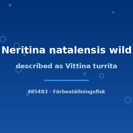 glaser-485483 Described as Vittina turrita (Neritina natalensis wild) lg