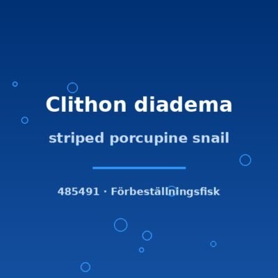striped porcupine snail sm