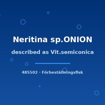 Described as Vit.semiconica (Neritina sp.ONION) md