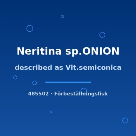 glaser-485502 Described as Vit.semiconica (Neritina sp.ONION) md