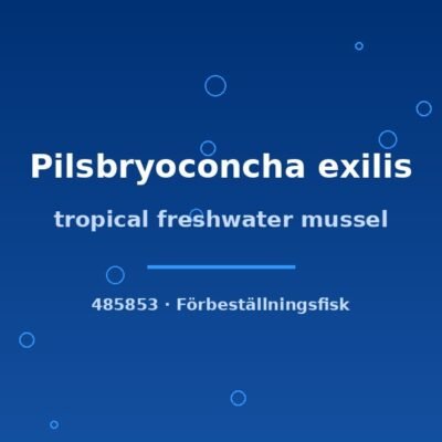 tropical freshwater mussel 7-10cm