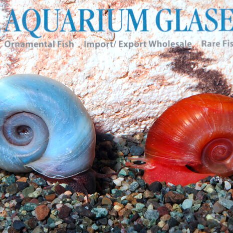 glaser-486512