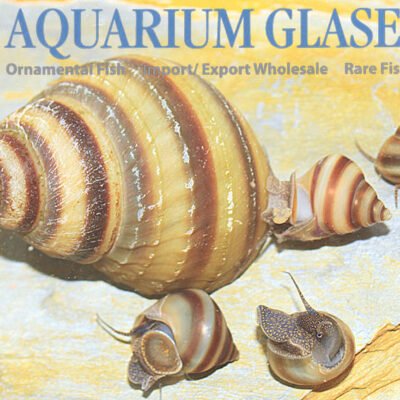 inlay snail lg