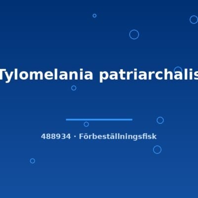 Tylomelania patriarchalis 4-6cm