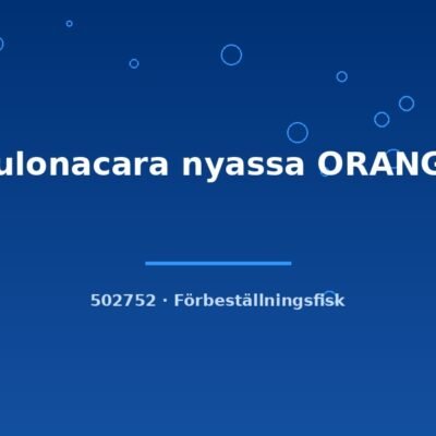 Aulonacara nyassa ORANGE 6-8cm