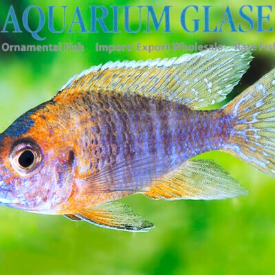 Aulonocara rubescens 6-8cm