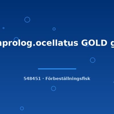 Lamprolog.ocellatus GOLD g.br. 2-3cm