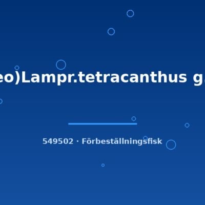 (Neo)Lampr.tetracanthus g.br. 4-6cm