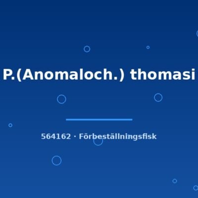 P.(Anomaloch.) thomasi 2-3cm