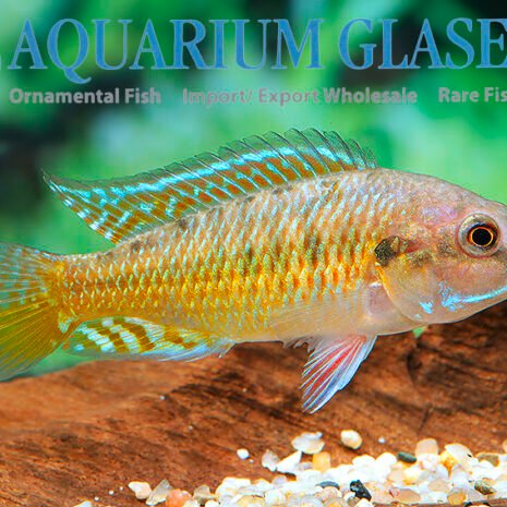glaser-567064