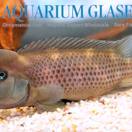 glaser-575012