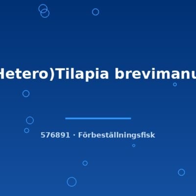 (Hetero)Tilapia brevimanus g.br.3-4cm
