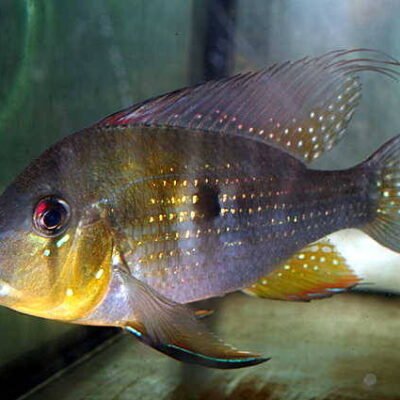 Acarichthys heckelii bred 8-10cm