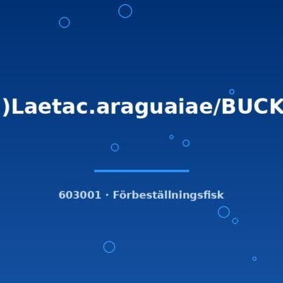 (Aeq)Laetac.araguaiae/BUCKELK. 3-4cm