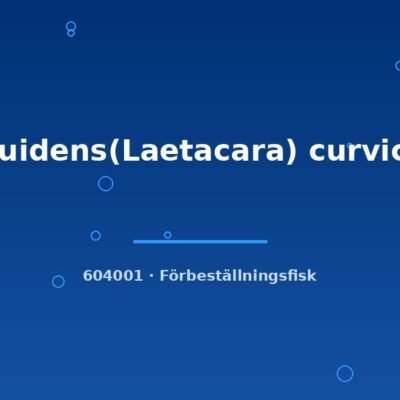 Aequidens(Laetacara) curviceps 2-3cm