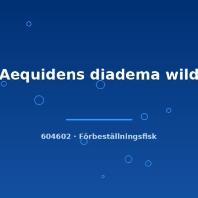 Aequidens diadema wild 3-5cm