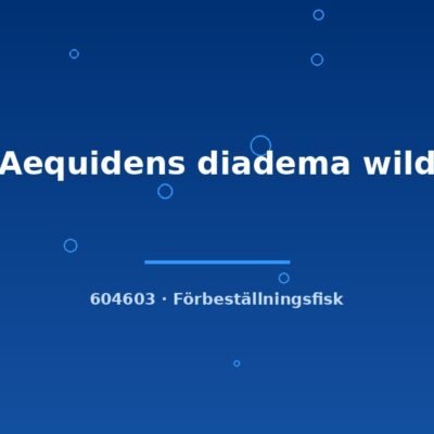 Aequidens diadema wild 5-7cm