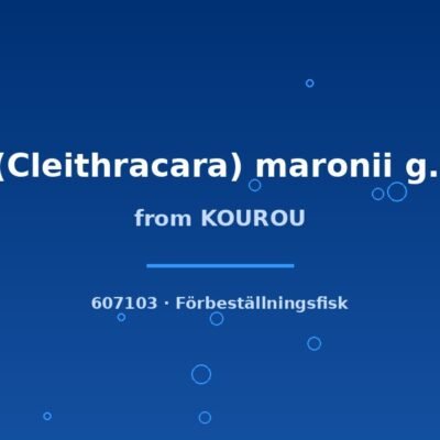 From KOUROU (A.(Cleithracara) maronii g.br.) 4–5cm