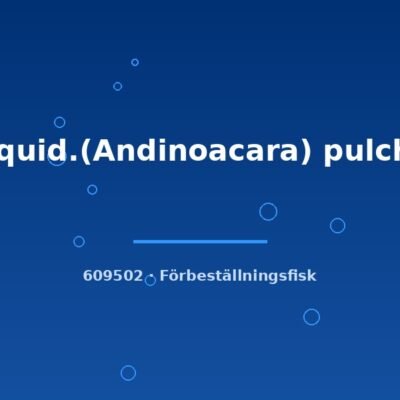 Aequid.(Andinoacara) pulcher 5-7cm
