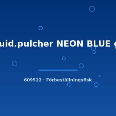 Aequid.pulcher NEON BLUE g.br. 4-6cm