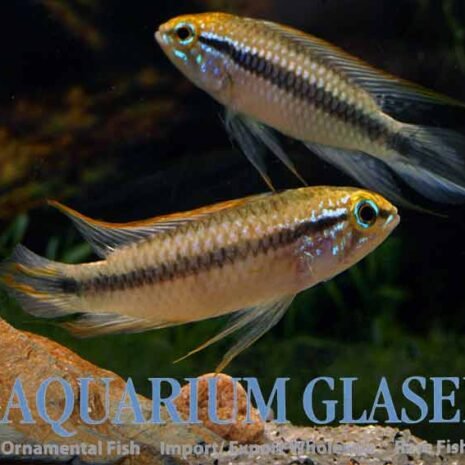glaser-614183 glaser-614183