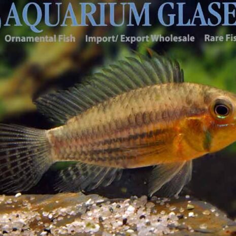 Apistogramma cacatuoides wild Apistogramma cacatuoides wild