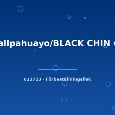 Ap.allpahuayo/BLACK CHIN wild md-lg