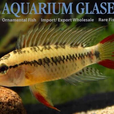 Apisto.macmasteri GOLD g.br. lg