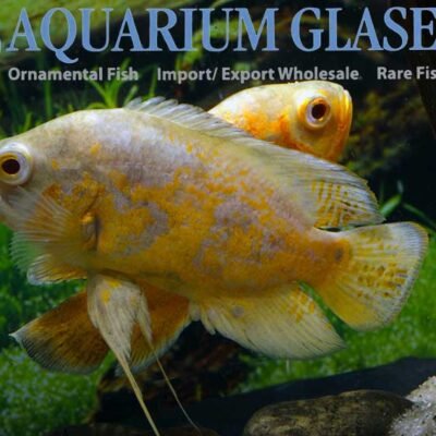 yellow lemon oscar 4-6cm