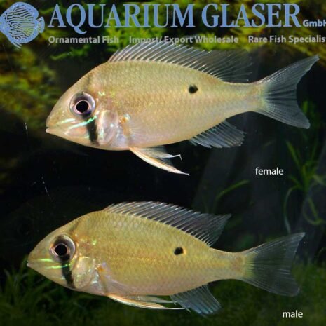 glaser-634203 glaser-634203