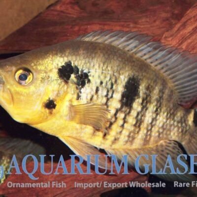 Caquetaia kraussii g.br. 5-7cm
