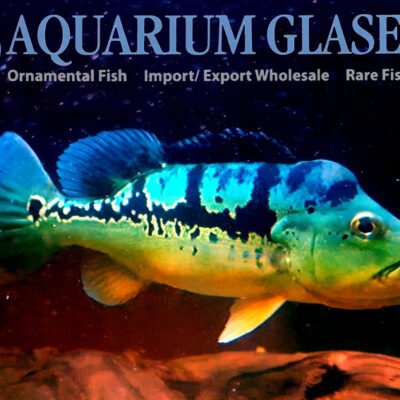 Cichla ocellar. BROKOPONO bred 4-6cm