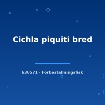 Cichla piquiti bred 4-6cm