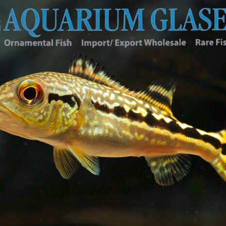 glaser-637042 glaser-637042