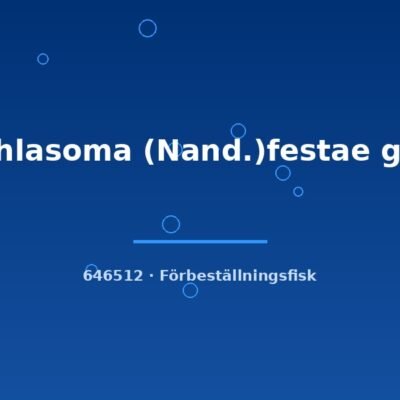 Cichlasoma (Nand.)festae g.br. 4-5cm