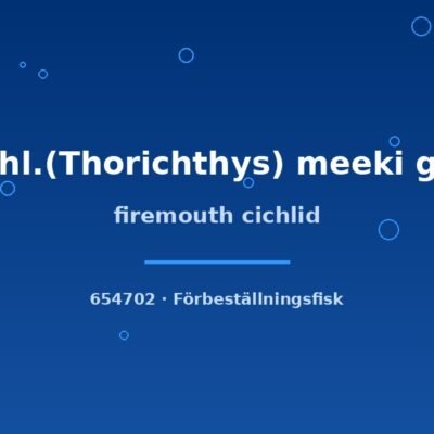 Firemouth cichlid (Cichl.(Thorichthys) meeki g.br) 3–5cm