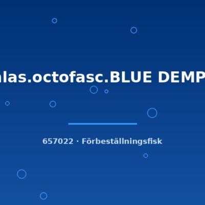 Cichlas.octofasc.BLUE DEMPSEY 3-4cm