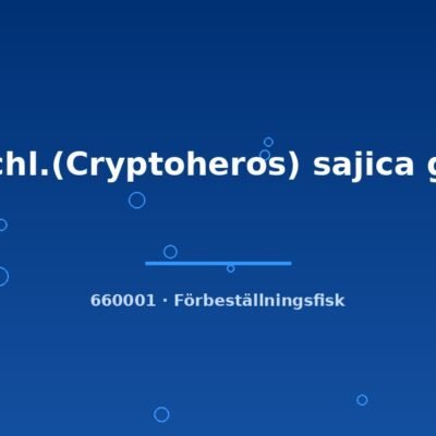 Cichl.(Cryptoheros) sajica g.b 3-4cm