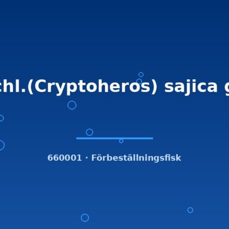 Cichl.(Cryptoheros) sajica g.b 3-4cm