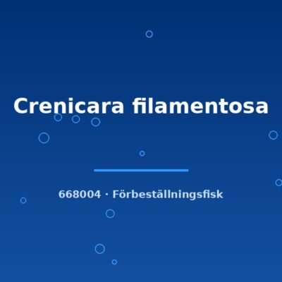Crenicara filamentosa md