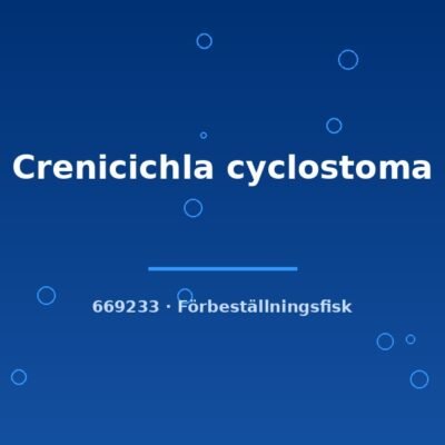 Crenicichla cyclostoma 8-10cm
