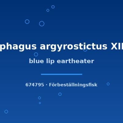 Blue lip eartheater (Geophagus argyrostictus XINGU) 8–10cm