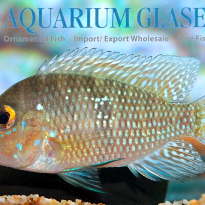 Geophagus brasiliensis wild 7-9cm