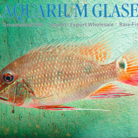 glaser-677502