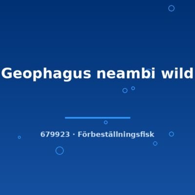Geophagus neambi wild 8-10cm