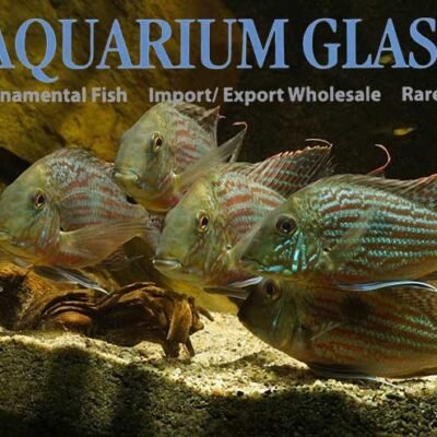 Geophagus sveni ARAGUAIA bred 12-15cm
