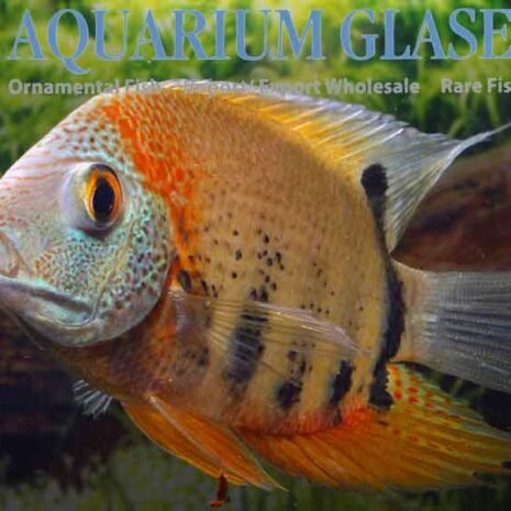 glaser-682932 glaser-682932